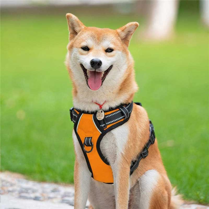 dog harness 04